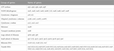 Complete sequence and comparative analysis of the mitochondrial genome of the rare and endangered Clematis acerifolia, the first clematis mitogenome to provide new insights into the phylogenetic evolutionary status of the genus